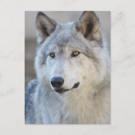 Gray Wolf Closeup Briefkaart