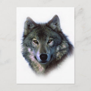 Gray Wolf Eyes Briefkaart