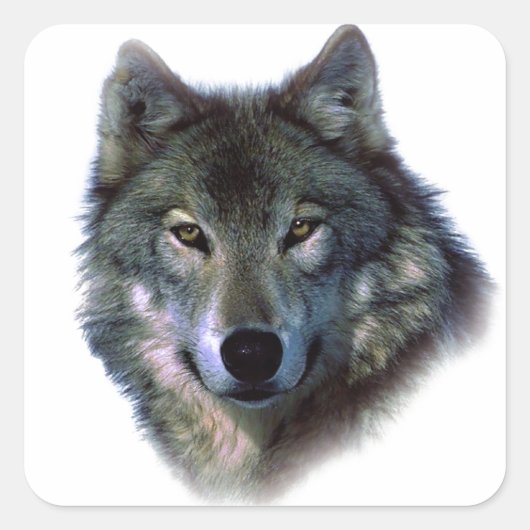 Gray Wolf Eyes Vierkante Sticker (Voorkant)