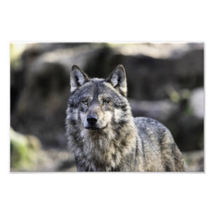 Gray Wolf Foto Afdruk