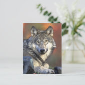 Gray Wolf Foto Briefkaart (Staand voorkant)