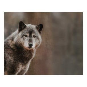 Gray Wolf Glossy Perfect Poster