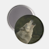 Gray Wolf Magneet (Voorkant / Achterkant)
