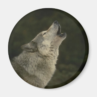 Gray Wolf Magneet