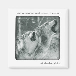 Gray Wolf Magnet Magneet