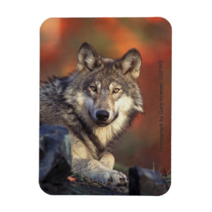 Gray Wolf Magnet Magneet