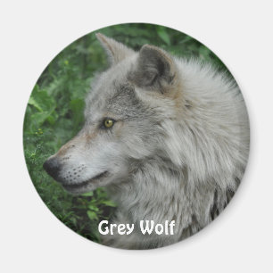 GRAY WOLF - Magnet photo de la faune
