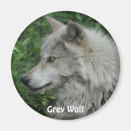 GRAY WOLF - Magnet photo de la faune (Devant)