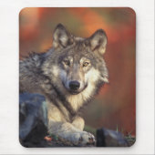 Gray Wolf Mousepad Muismat (Voorkant)