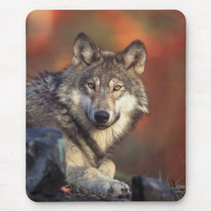 Gray Wolf Mousepad Muismat