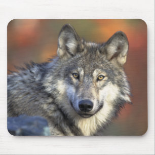 Gray Wolf Mousepad Muismat