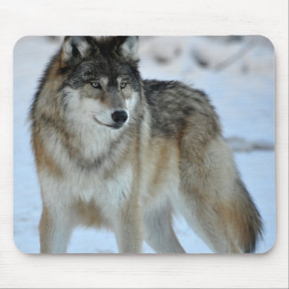 Gray Wolf Muismat