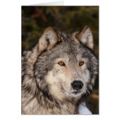 Gray Wolf Note Kaart (Voorkant)