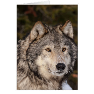 Gray Wolf Note Kaart