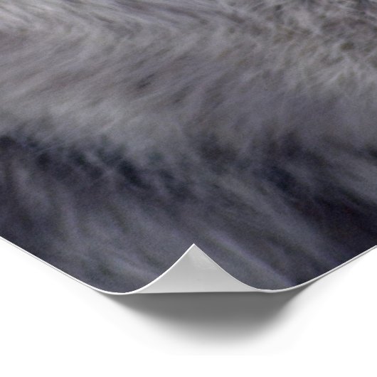 Gray Wolf Pose-168 Poster (Hoek)