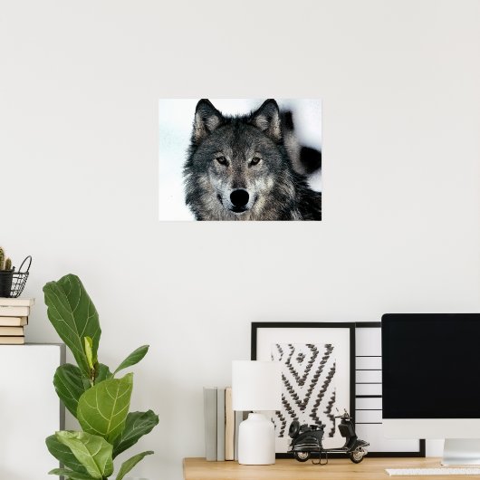 Gray Wolf Poster (Thuiskantoor)