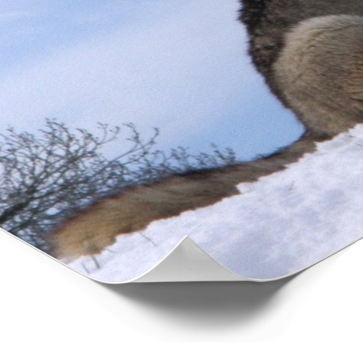 Gray Wolf Poster (Hoek)