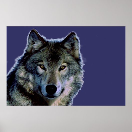 Gray Wolf Poster (Voorkant)