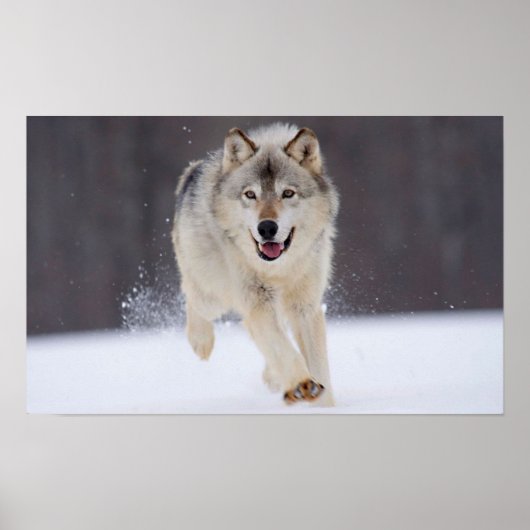 Gray Wolf Poster (Voorkant)