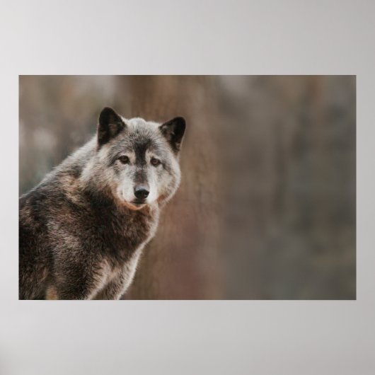 Gray Wolf Poster (Voorkant)