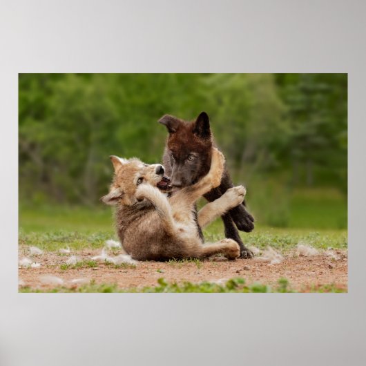 Gray Wolf Pups Wresting Poster (Voorkant)