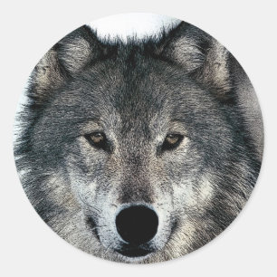 Gray Wolf Ronde Sticker