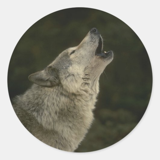 Gray Wolf Ronde Sticker (Voorkant)