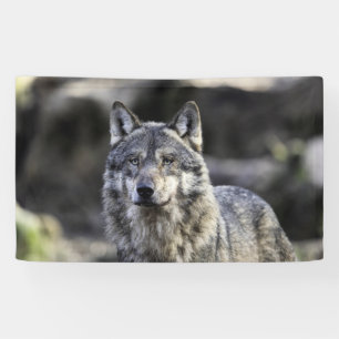 Gray Wolf Spandoek