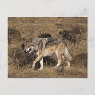 Gray Wolf - Timber Wolf - Red Wolf reeks Briefkaart