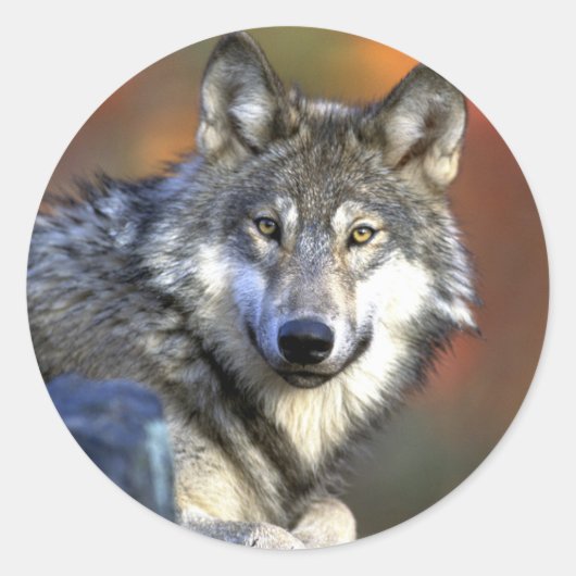 Gray Wolf - Timber Wolf - Red Wolf reeks Ronde Sticker (Voorkant)