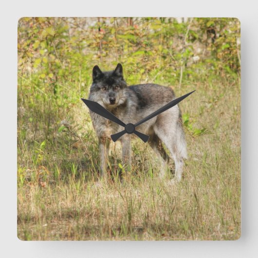 Gray Wolf & Wilderness Foto Gift Vierkante Klok (Voorkant)