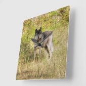 Gray Wolf & Wilderness Foto Gift Vierkante Klok (Hoek)