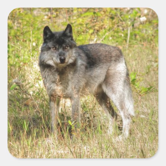 Gray Wolf & Wilderness Foto Gift Vierkante Sticker (Voorkant)