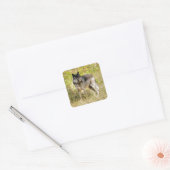 Gray Wolf & Wilderness Foto Gift Vierkante Sticker (Envelop)