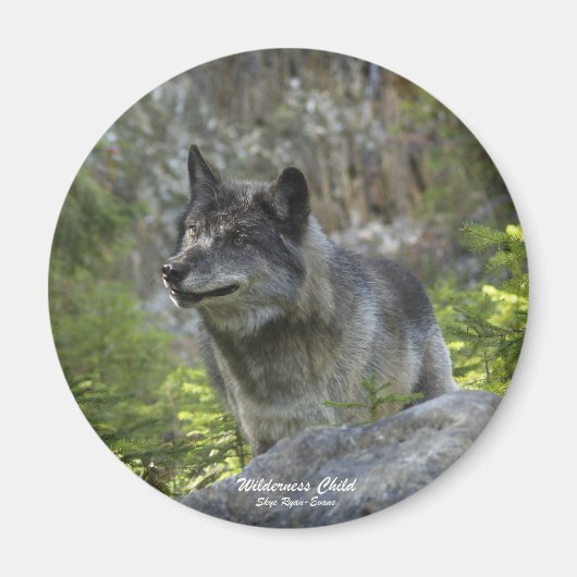 Gray Wolf Wildlife Fotografie Magnet Magneet (Voorkant)