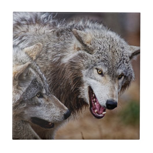 Gray Wolves Tegeltje (Voorkant)