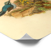 Gray's Todopsis Wren Blue Bird Print (Hoek)