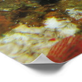 Graysby Poster (Hoek)