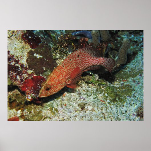 Graysby Poster (Voorkant)