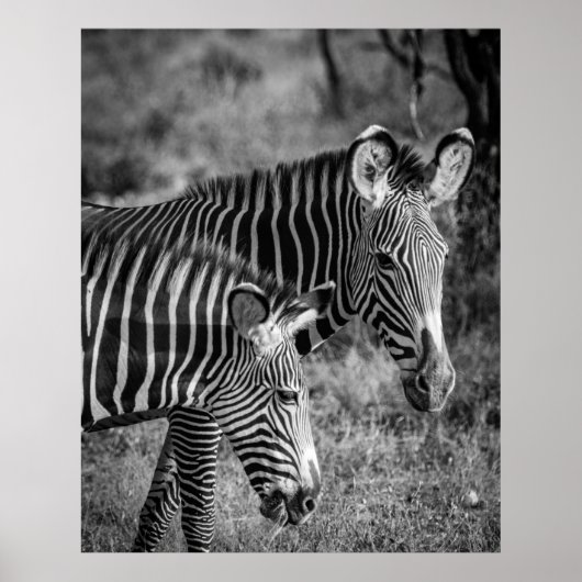 GRAYSCALE FOTO VAN ZEBRAS POSTER (Voorkant)