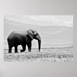 GRAYSCALE FOTOGRAFIE VAN ELEPHANT POSTER