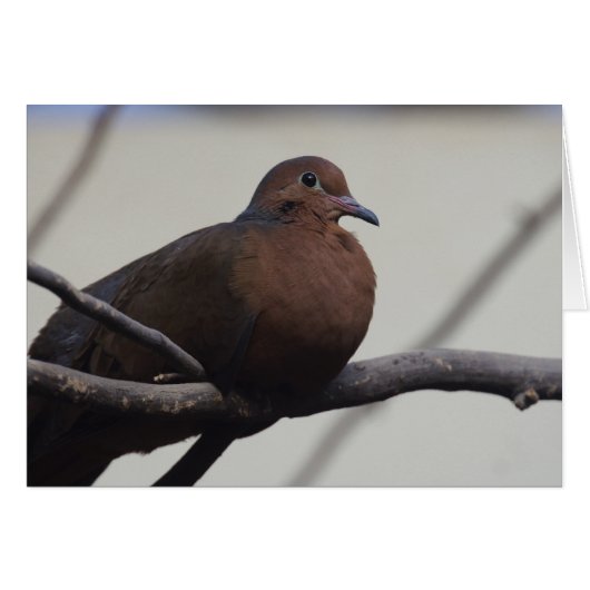 Graysons Dove (Voorkant Horizontaal)