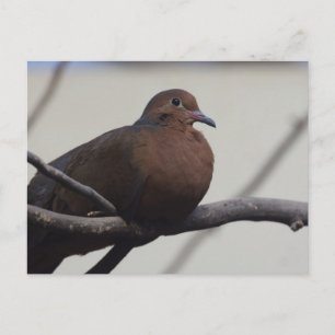 Graysons Dove Briefkaart