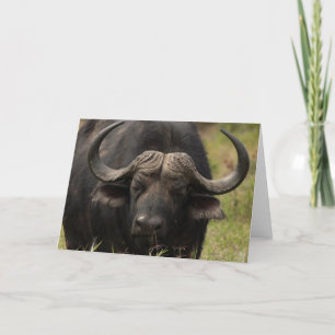 grazend water buffalo Wenskaart Kaart