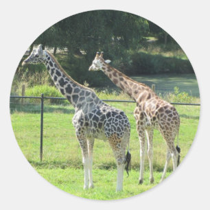 Grazende giraffen ronde sticker