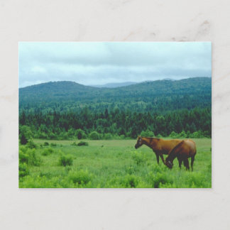 Grazende paarden met bergen achtergrond briefkaart