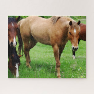 grazende paarden puzzel