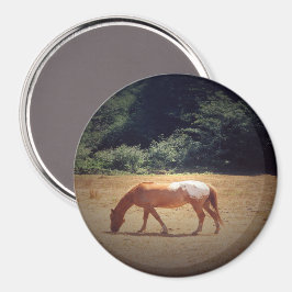 Grazende Palomino.... Magneet