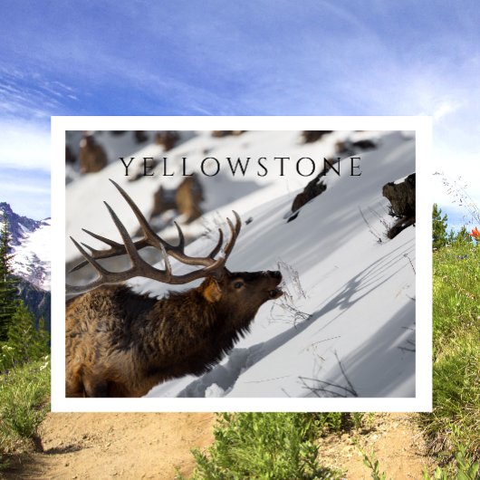 Grazende Wapitiherten, Winter, Yellowstone NP Briefkaart