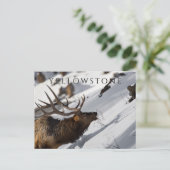 Grazende Wapitiherten, Winter, Yellowstone NP Briefkaart (Staand voorkant)